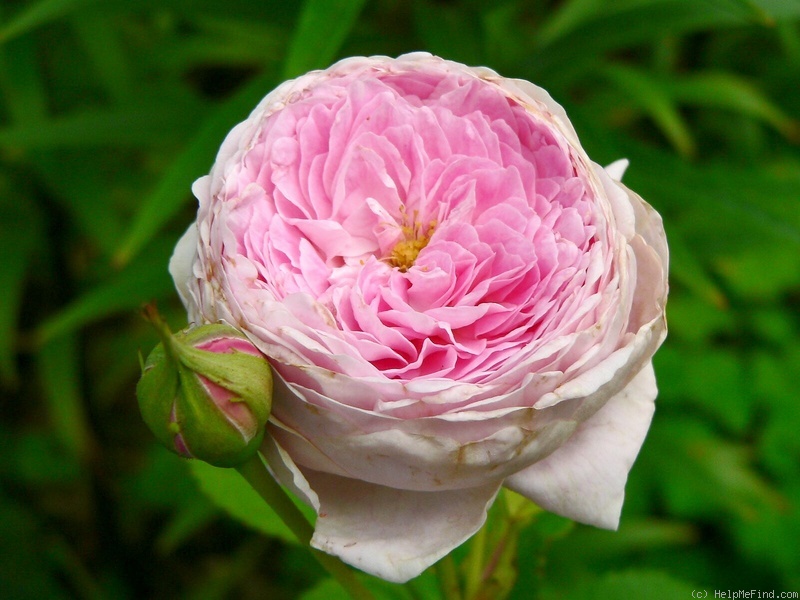 'Queen Anne' rose photo