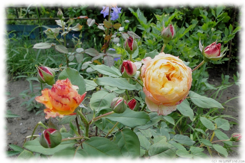 'HARjangle' rose photo