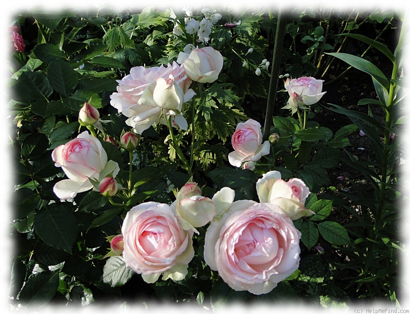 'Eden Rose 85' rose, click to enlarge 'Eden Rose 85' rose photo
