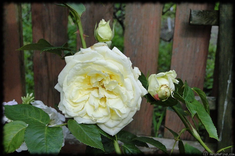 'Elfe ® (LCl, Evers/Tantau, 2000)' rose photo