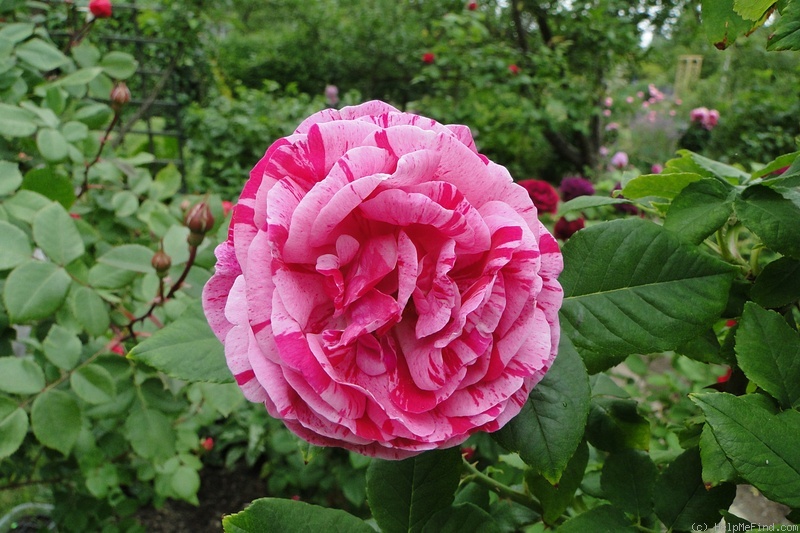 'Ferdinand Pichard' rose photo