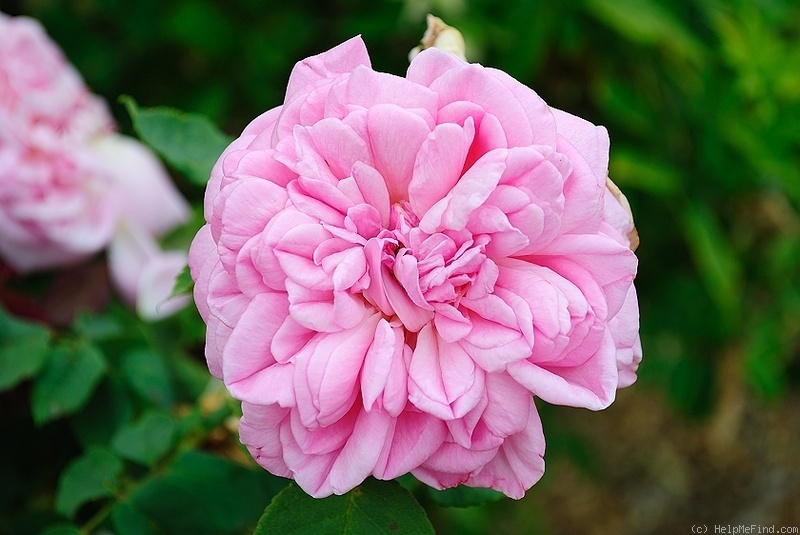 'Madame d'Enfert' rose photo