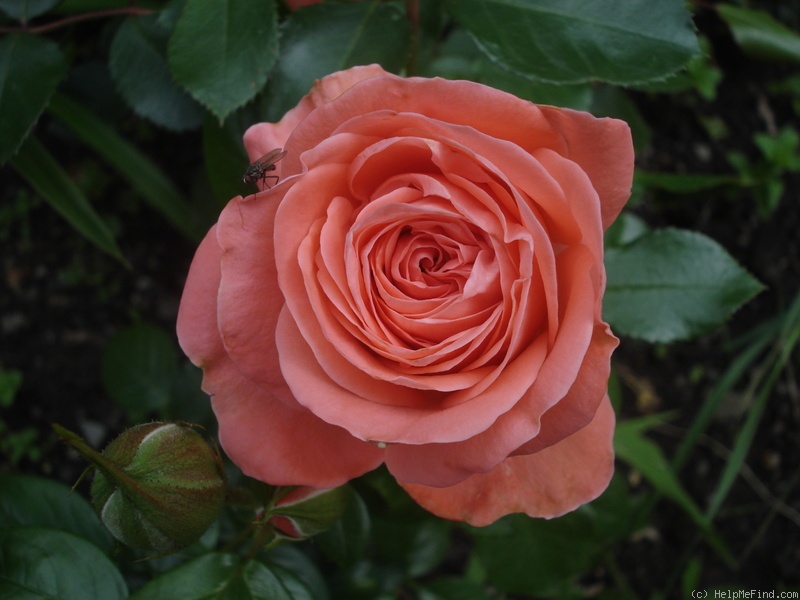 'Tip-Top ® (floribunda, Tantau 1963)' rose photo