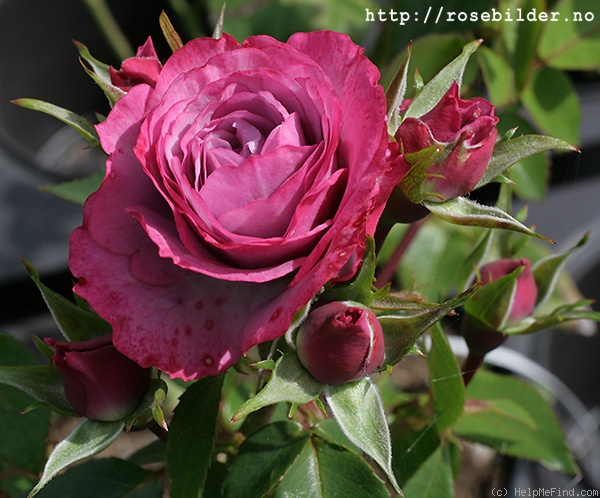 'Evian' rose photo