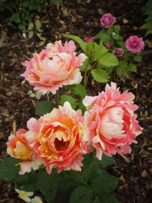 'Rose des Cisterciens ®' rose photo