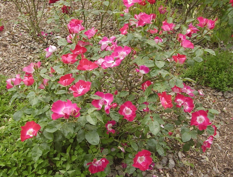 'Rendan' rose photo