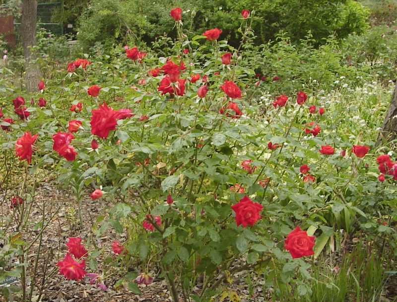 'Kagayaki' rose photo