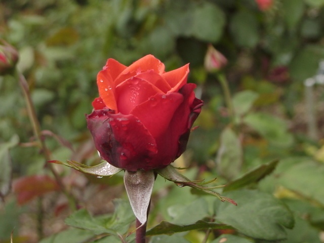 'Shu-oh' rose photo