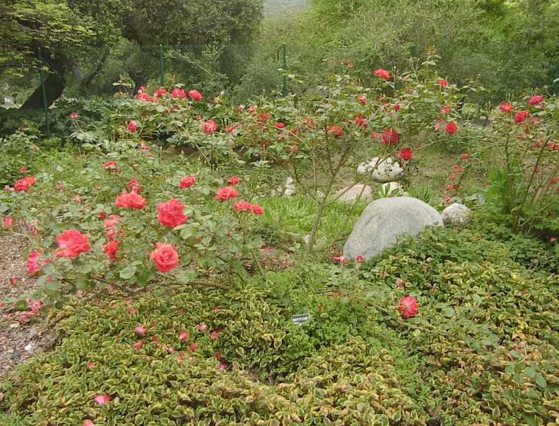 'Waves of Flame' rose photo