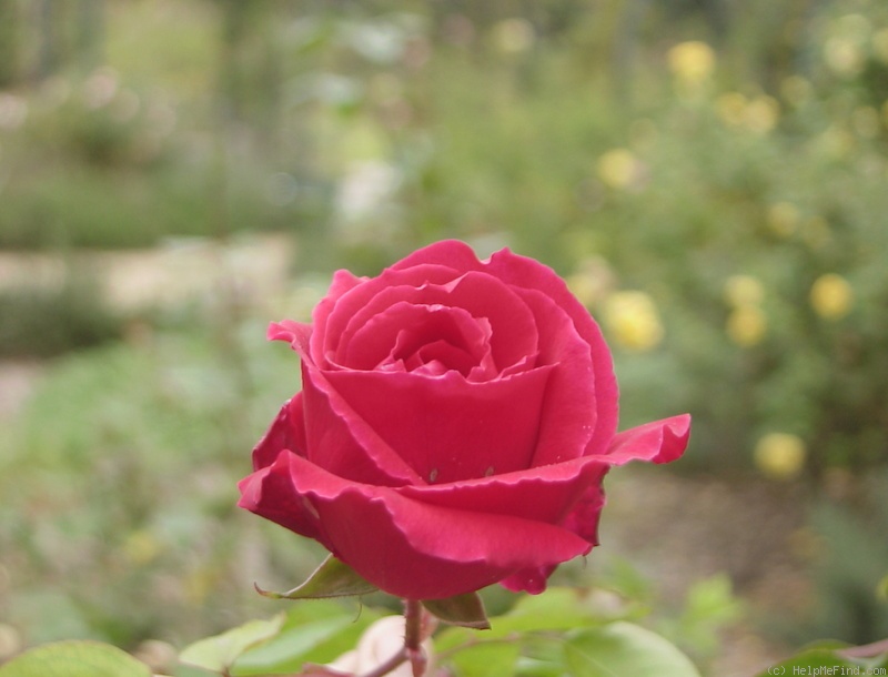 'Janet Morrison' rose photo