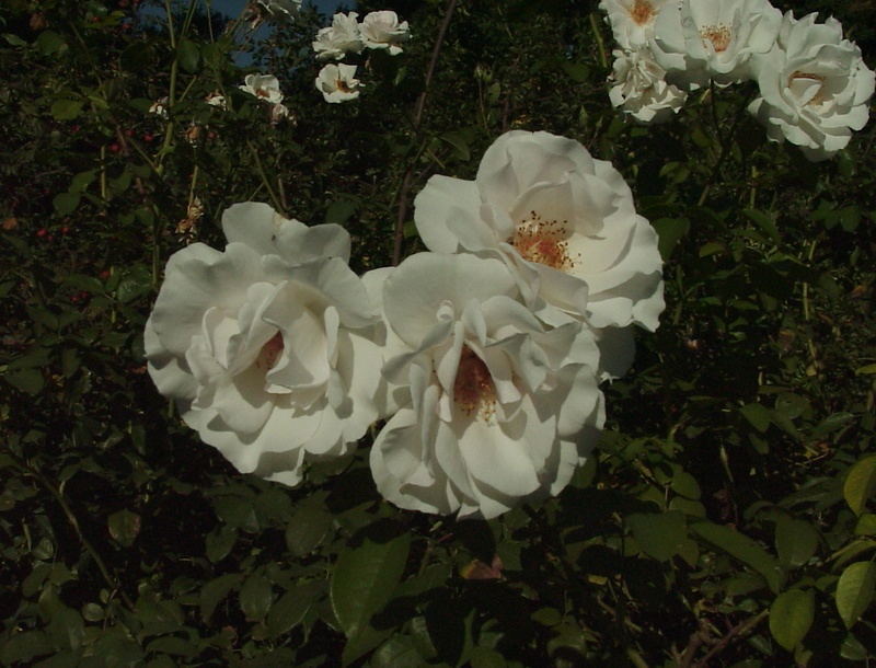 'Maria Mathilda' rose photo