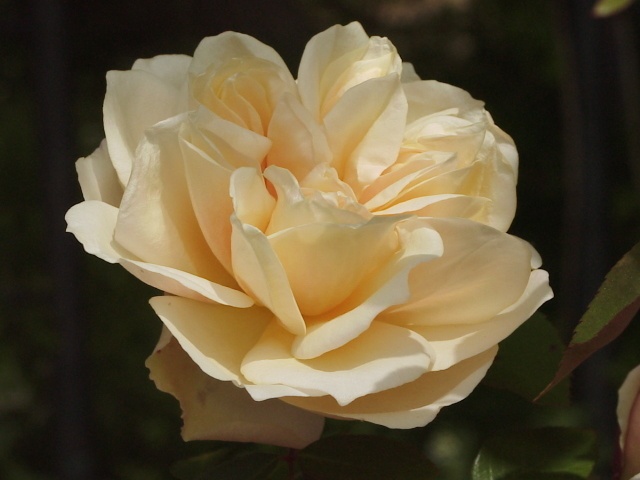 'Rêve d'Or' rose photo