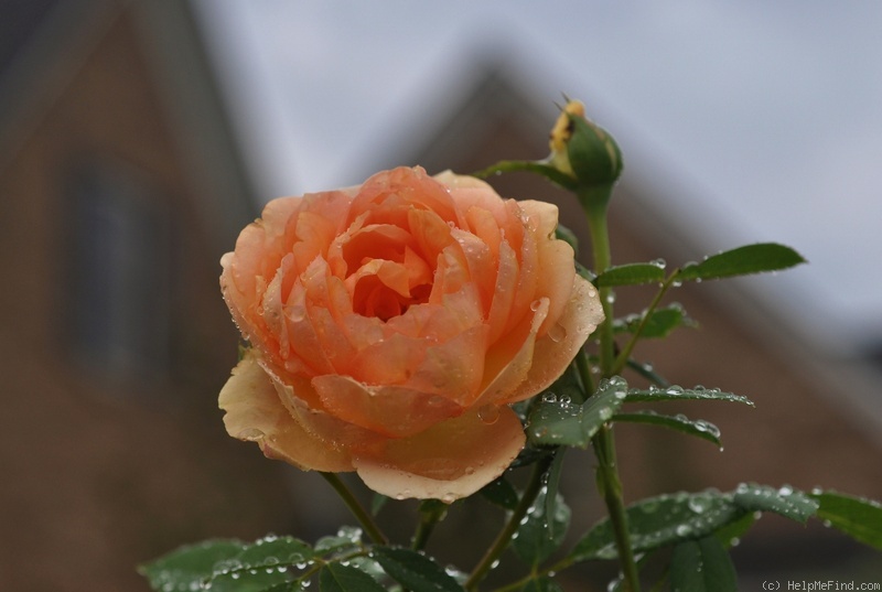 'Lady of Shalott ®' rose photo