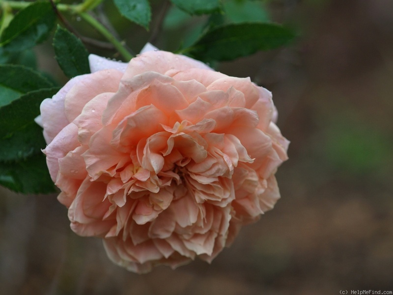 'Colette (climber, Meilland, 1994)' rose photo