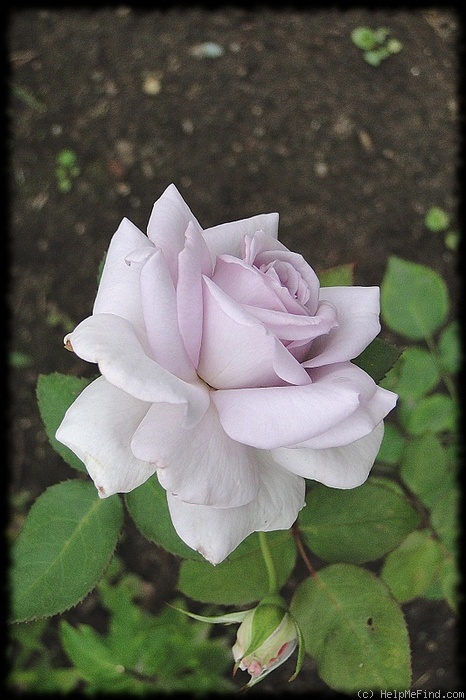 'Ametyst (hybrid tea, Urban, 1978)' rose photo