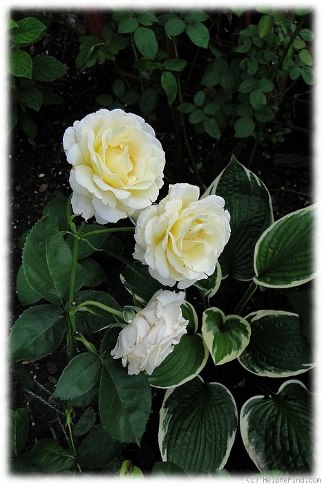 'Frederyk Chopin' rose photo