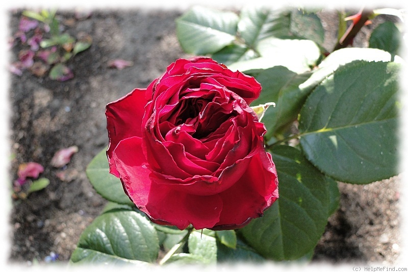 'Traviata ™ (hybrid tea, Meilland, 1997)' rose photo