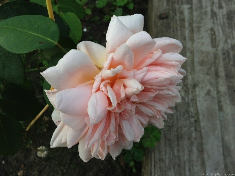 'Gloaming' rose photo