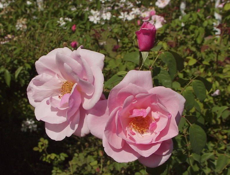 'Bow Bells ™' rose photo