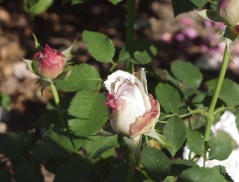 'Miss Alice ® (shrub, Austin 2000)' rose photo