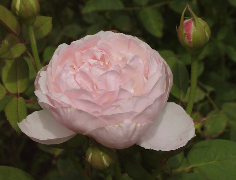 'Saint Cecilia' rose photo