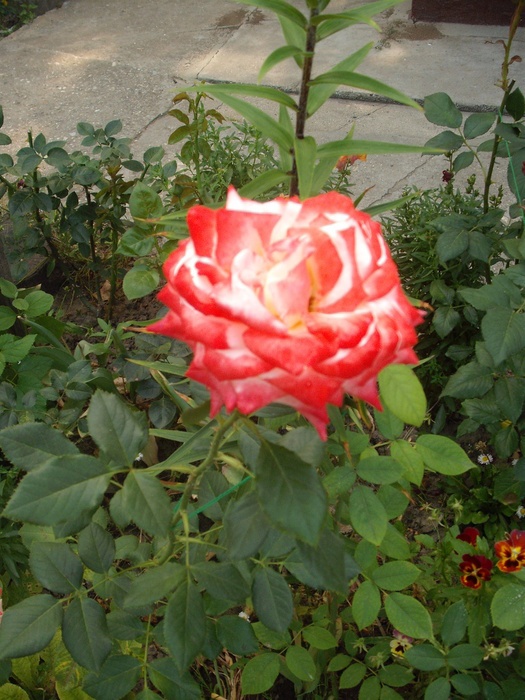'Empress Farah' rose photo