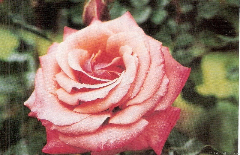 'Kaimai Sunset' rose photo