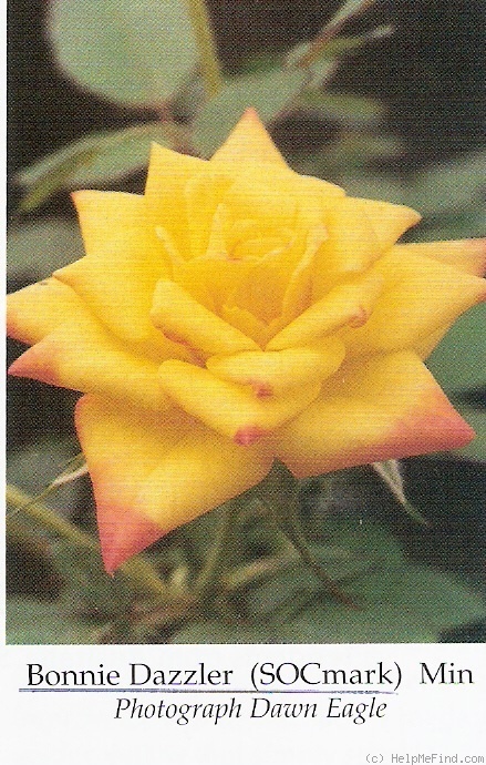 'Bonnie Dazzler' rose photo