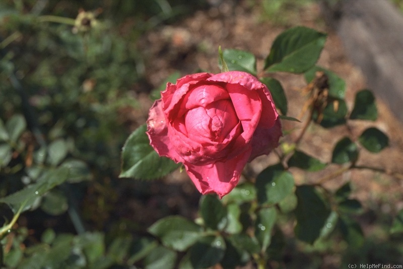 'Xanadu' rose photo