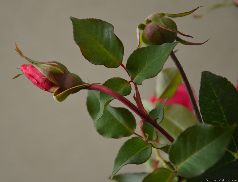 'Général Schablikine (Tea, Nabonnand 1878)' rose photo