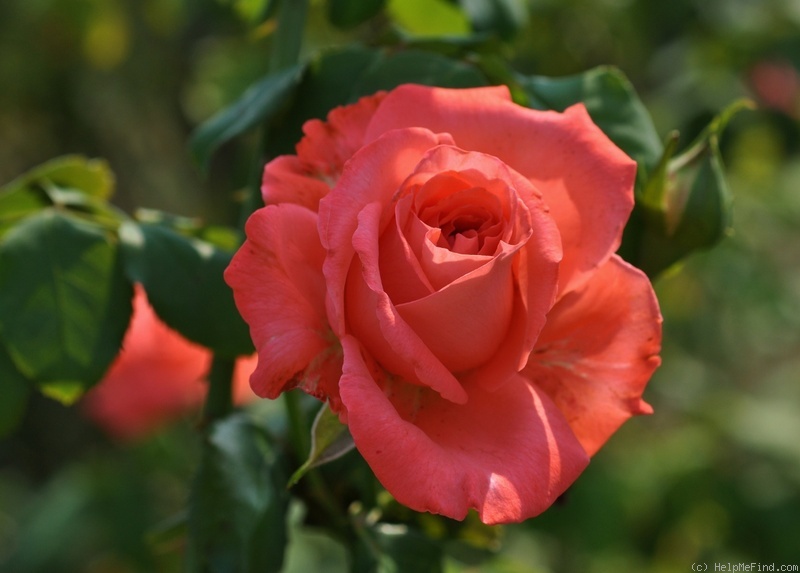'Dee Dee Bridgewater ®' rose photo