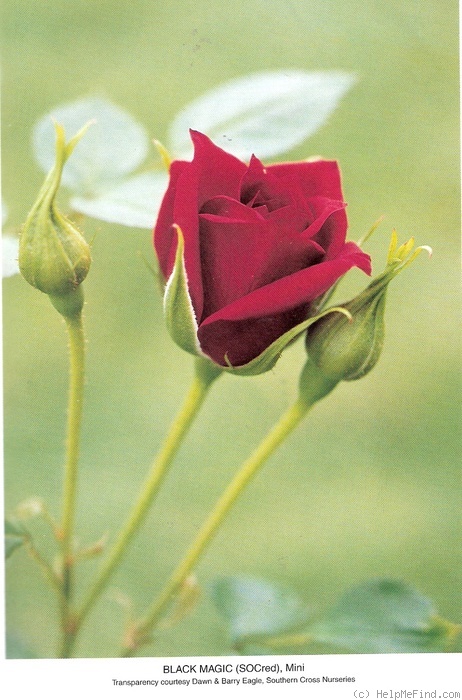 'Black Magic (miniature, Eagle 2003)' rose photo