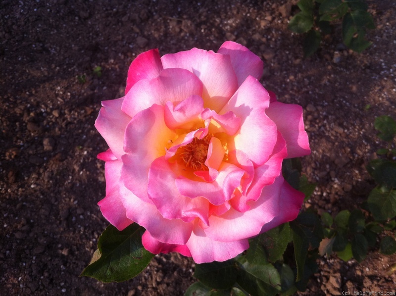 'Mullem' rose photo
