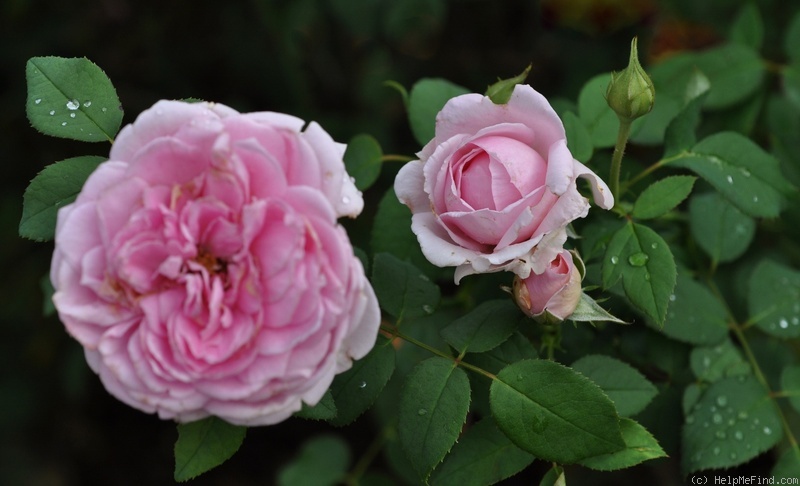 'Potter and Moore ®' rose photo