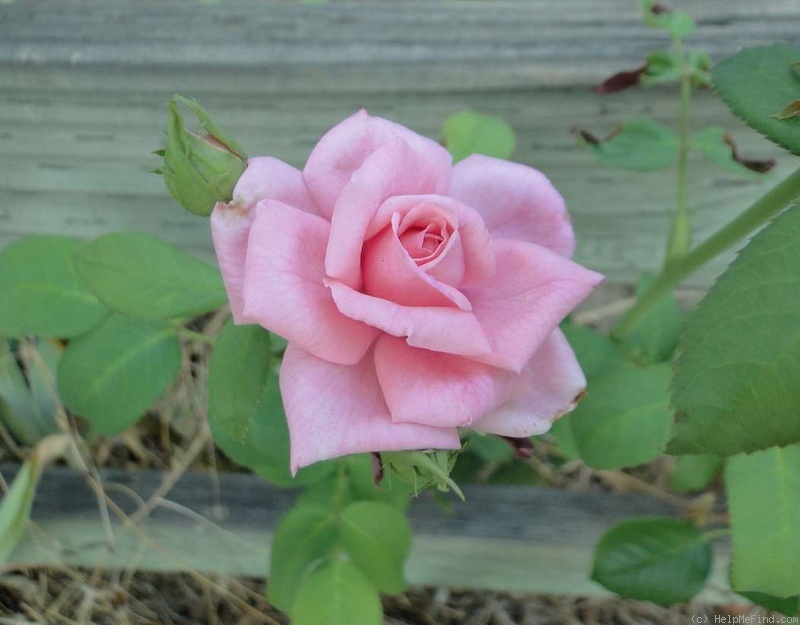 'Gene Boerner' rose photo