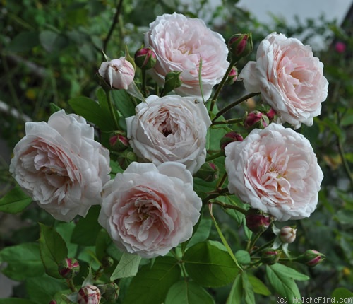 'Comtesse de Rocquigny' rose photo