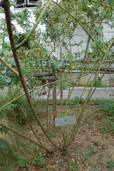 'Madame Nobécourt' rose photo