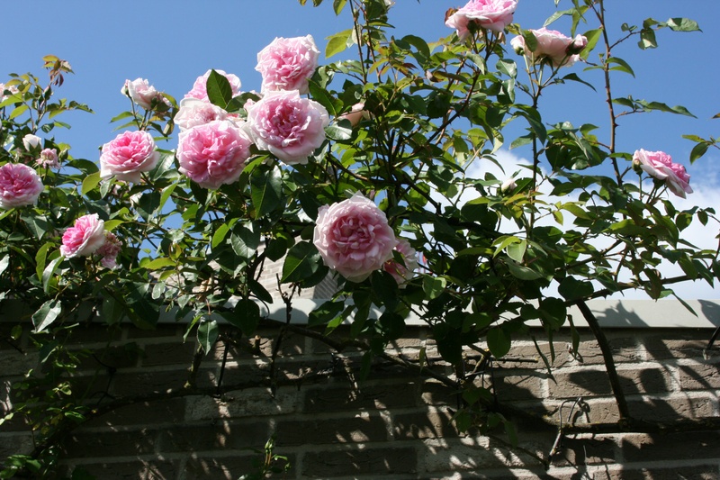 'Blairii No. 2' rose photo