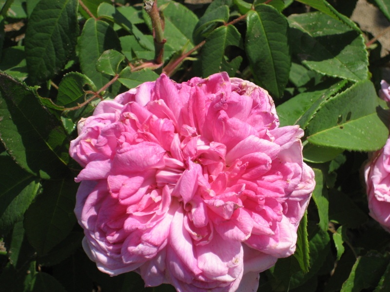 'Spencer' rose photo