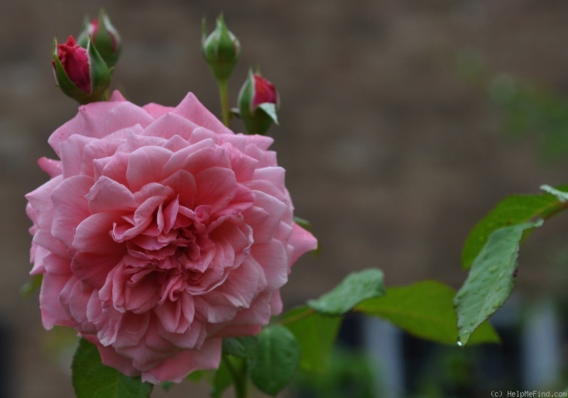 'Zaide ® (shrub, Kordes, 1994)' rose photo