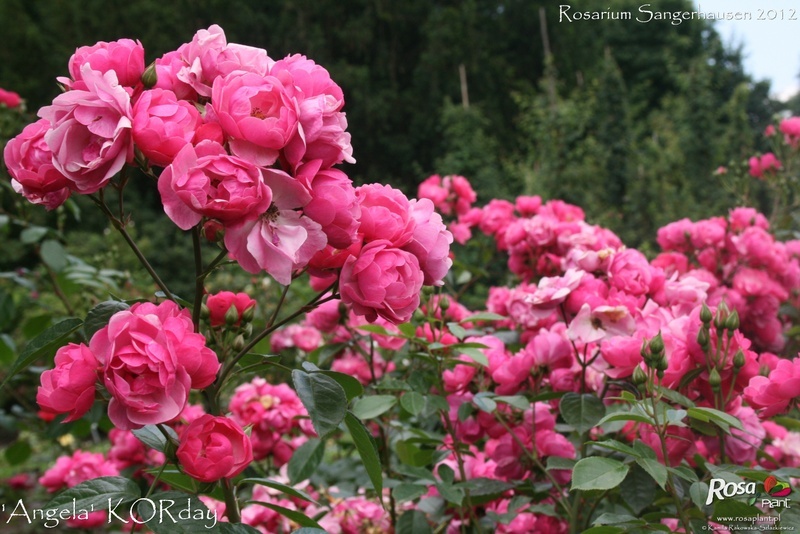 'Angela ® (floribunda, Kordes, 1975/84)' rose photo