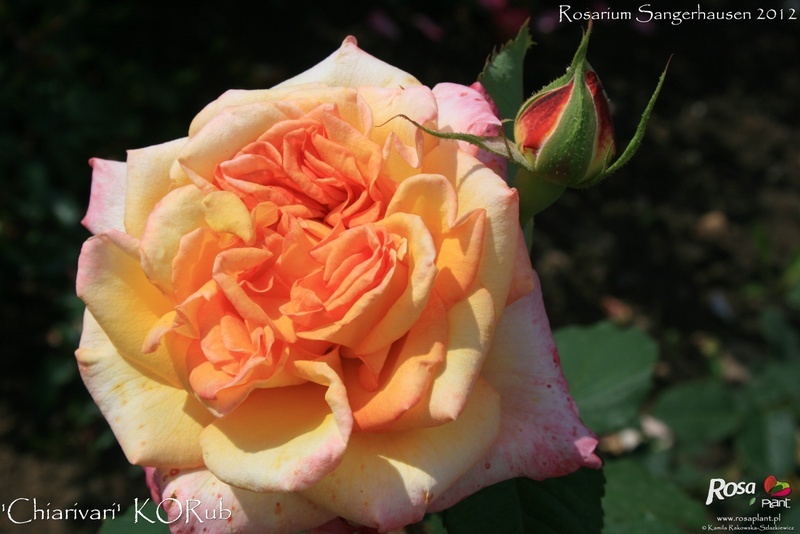 'Charivari' rose, click to enlarge 'Charivari' rose photo