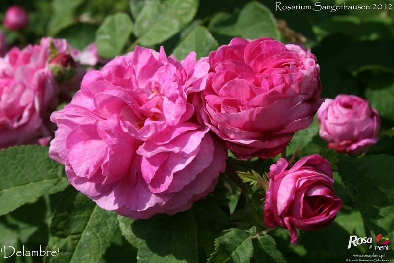 'Delambre' rose photo