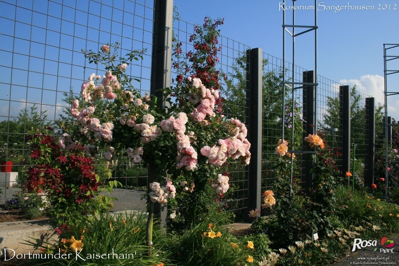 'Dortmunder Kaiserhain ®' rose photo