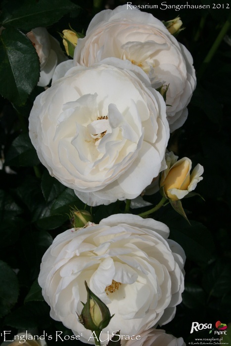 'England's Rose (shrub, Austin 1999)' rose photo