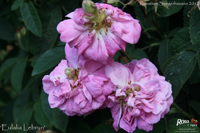 'Eulalia Lebrun' rose photo