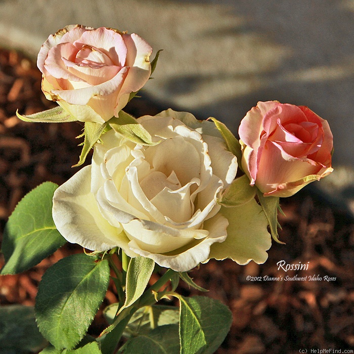 'Rossini (hybrid tea, Sierraflor)' rose photo