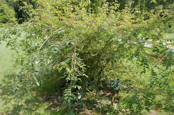 '<i>Rosa sweginzowii</i> 'Macrocarpa'' rose photo