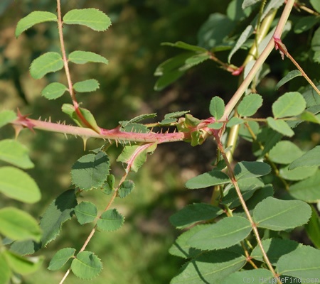 '<i>Rosa sweginzowii</i> 'Macrocarpa'' rose photo