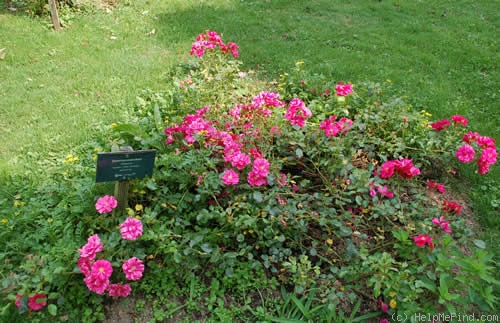 'Sommermärchen ® (shrub, Kordes before 1991)' rose photo